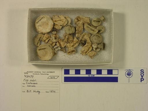 undet. Actinopterygii