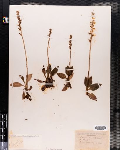 Goodyera tesselata