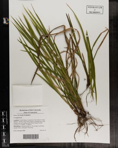 Carex
