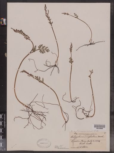 Botrychium