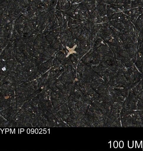 undet. Porifera