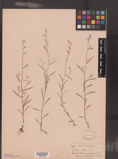 Lobelia kalmii