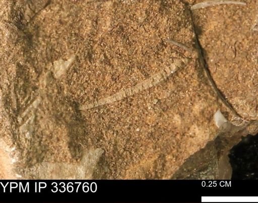 undet. Bivalvia