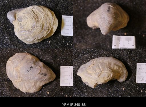 Gryphaea sp.