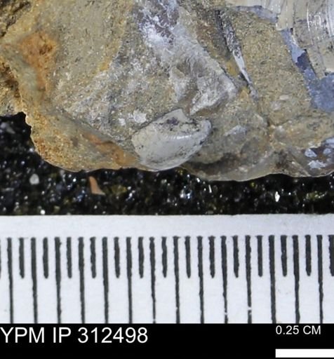 undet. Bivalvia