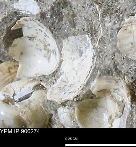 Corbulamella gregaria