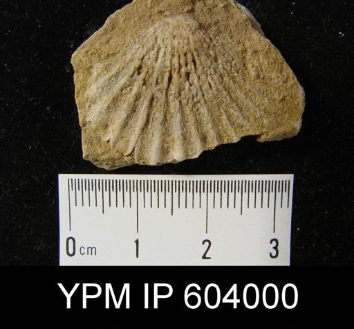 Leptocoelia flabellites