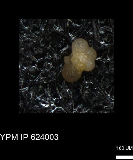 undet. Rugoglobigerinidae