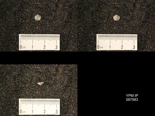 Zygospira modesta
