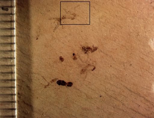 undet. Diptera