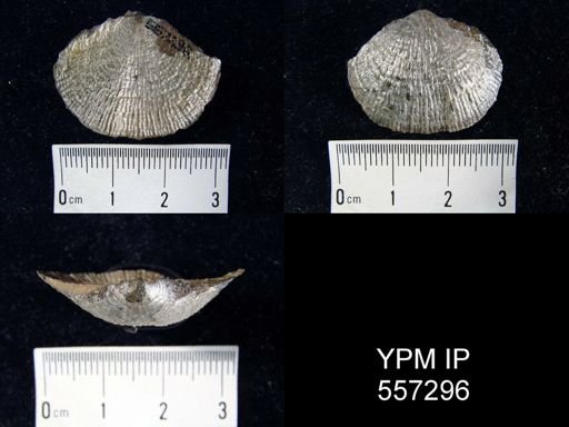 Buxtonia sp.
