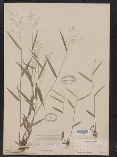 Panicum dichotomum