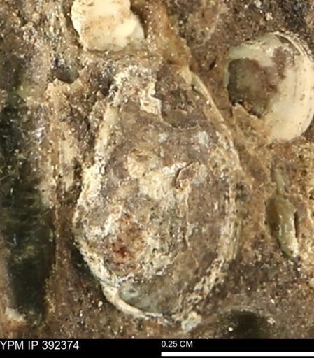 undet. Bivalvia