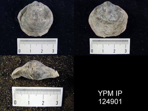 Athyris spiriferoides