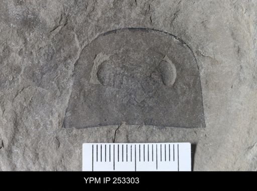 Eurypterus sp.