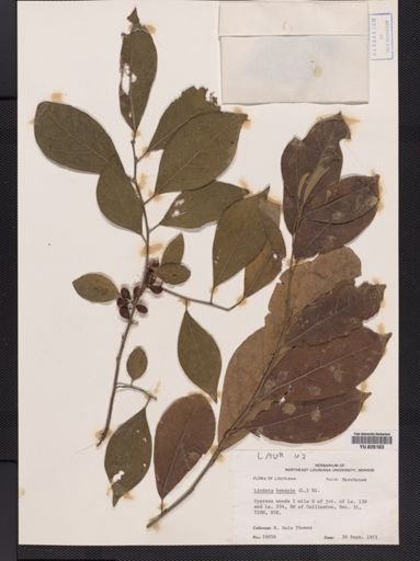 Lindera benzoin