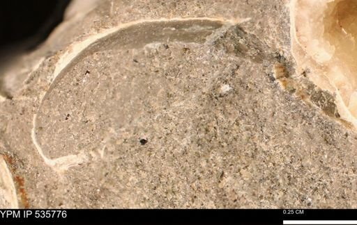 Limopsis striatopunctatus