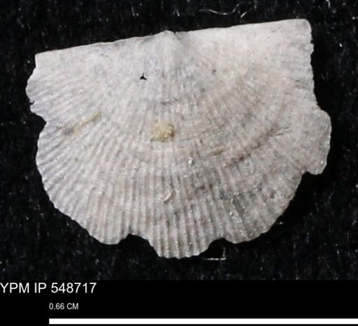 Stropheodonta perplana