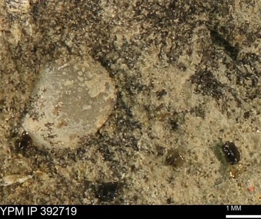 undet. Mollusca