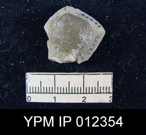 Squamularia perplexa