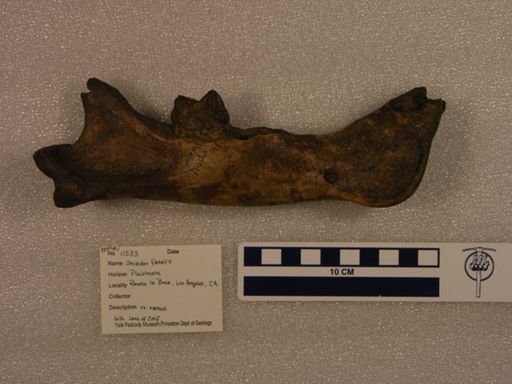 Smilodon fatalis