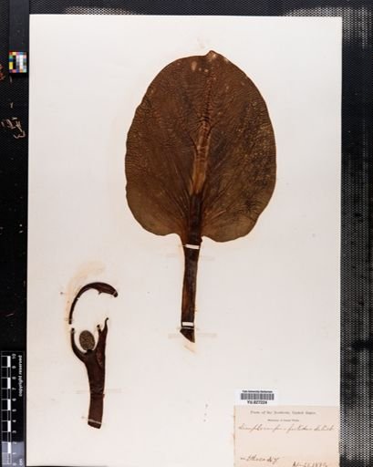 Symplocarpus foetidus