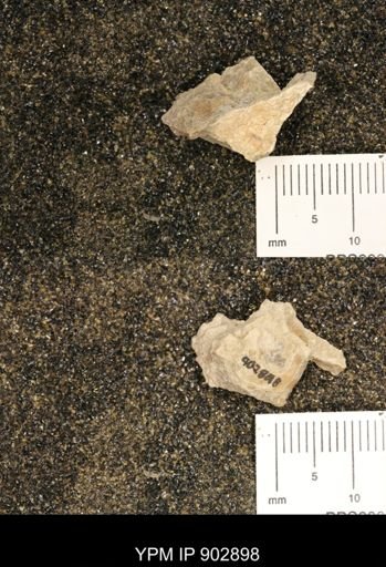 Baculites