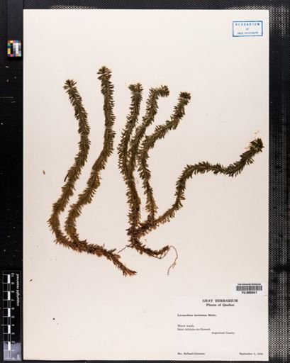 Lycopodium lucidulum