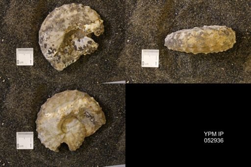 Discoscaphites gulosus