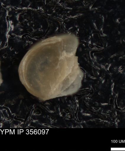 undet. Ostracoda