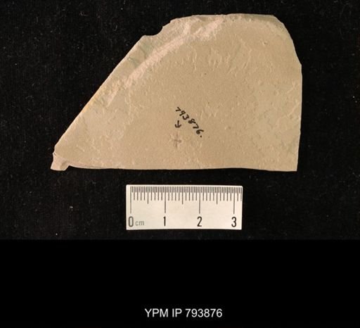 undet. Hymenoptera