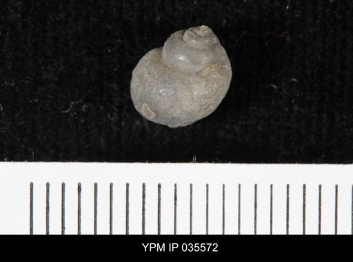 Viviparus montanaensis