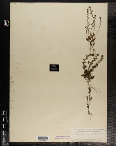 Plantae