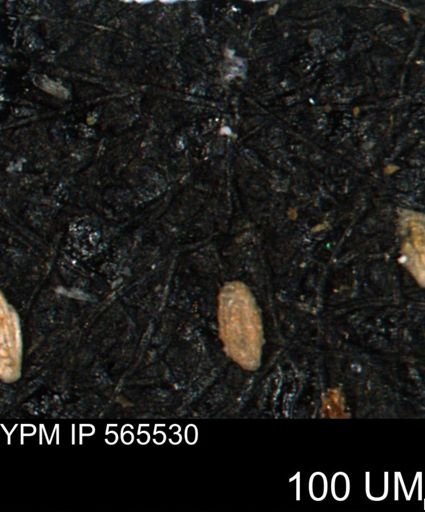 Spirolocammina planula