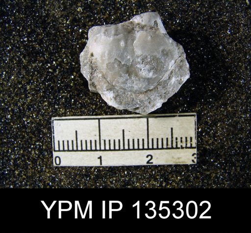 Marginifera transversa
