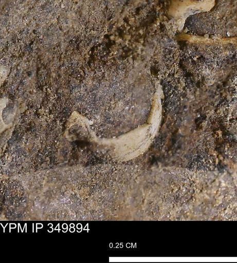 undet. Mollusca