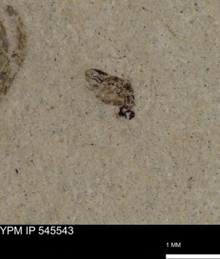 undet. Diptera