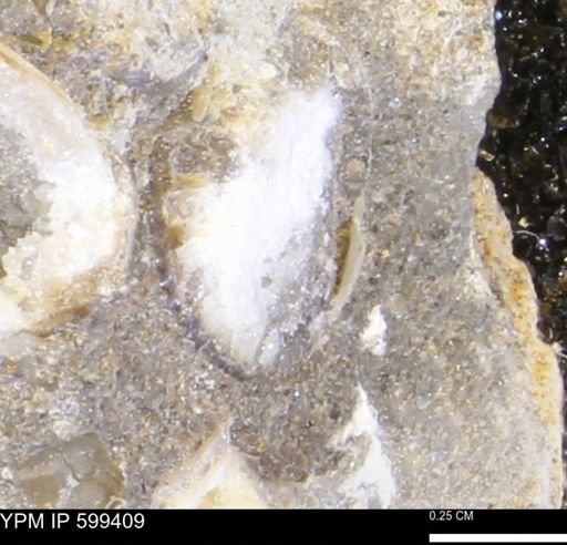 Protocardia subquadrata