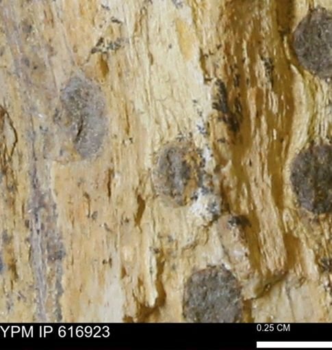 Teredo sp.