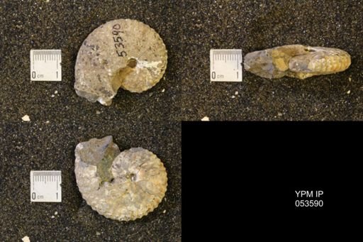 Discoscaphites conradi