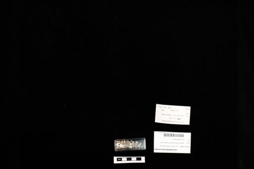 Leiocephalus personatus