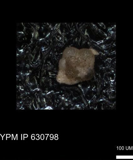 undet. Globigerinina
