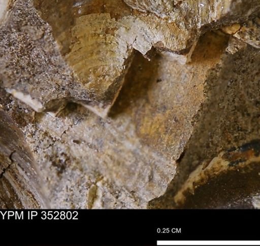 undet. Mollusca