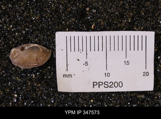 Limopsis striatopunctatus