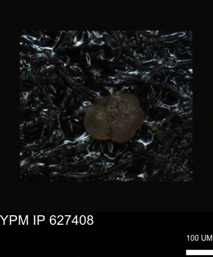 undet. Foraminiferida