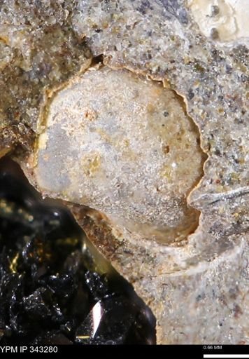 undet. Bivalvia