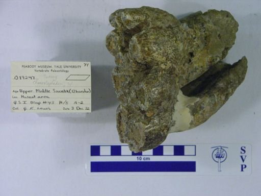 Choerolophodon corrugatus