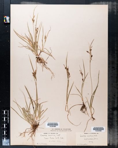Carex aurea