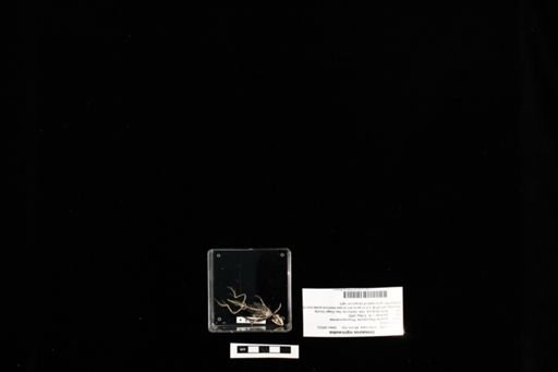 Urosaurus nigricaudus