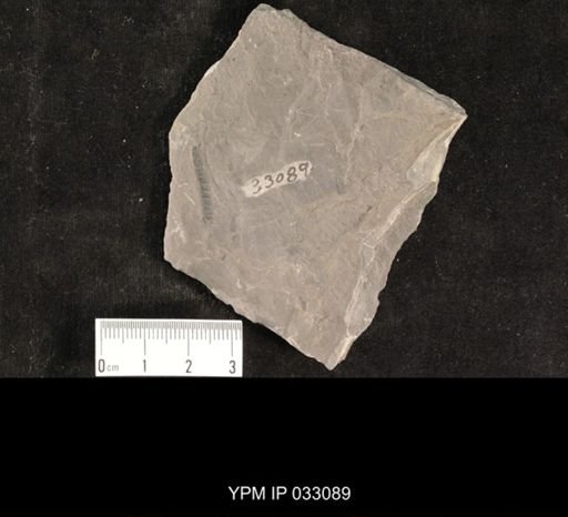 Mormolucoides articulatus